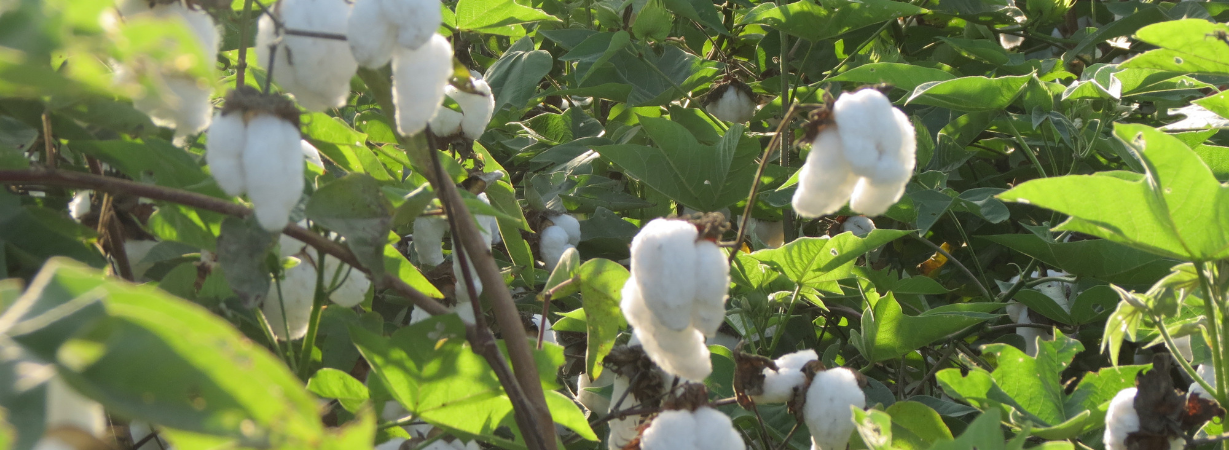 Chill n Feel_Peruanische Pima Baumwolle_Bio-Qualität_Pima Cotton_Babyhaut