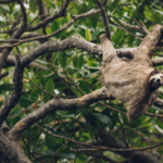 Ein Faultier hängt entspannt in den Bäumen des Amazonas Regenwalds, umgeben von dichtem Blattwerk.