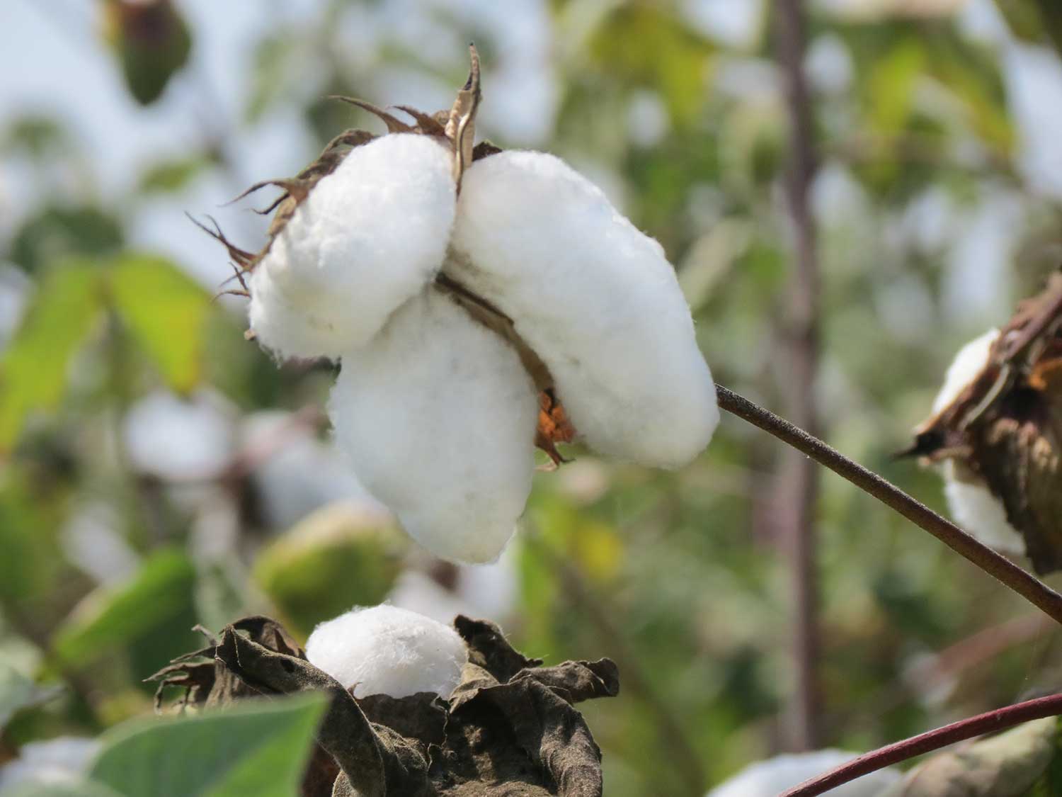 Wie Seide: peruanische Pima Baumwolle in Bio-Qualität