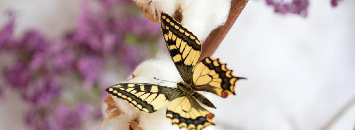 Ein Schmetterling ruht sanft auf einem Stück Pima-Baumwolle; als Symbol für die Schmetterlingskrankheit Die weichen, hautfreundlichen Fasern symbolisieren Schutz und Geborgenheit – genau das, was empfindliche Haut braucht.