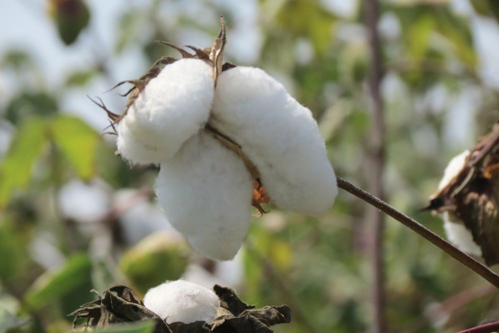 Pima Baumwolle an der Pflanze – naturbelassene, besonders weiche Fasern für sensible Babyhaut