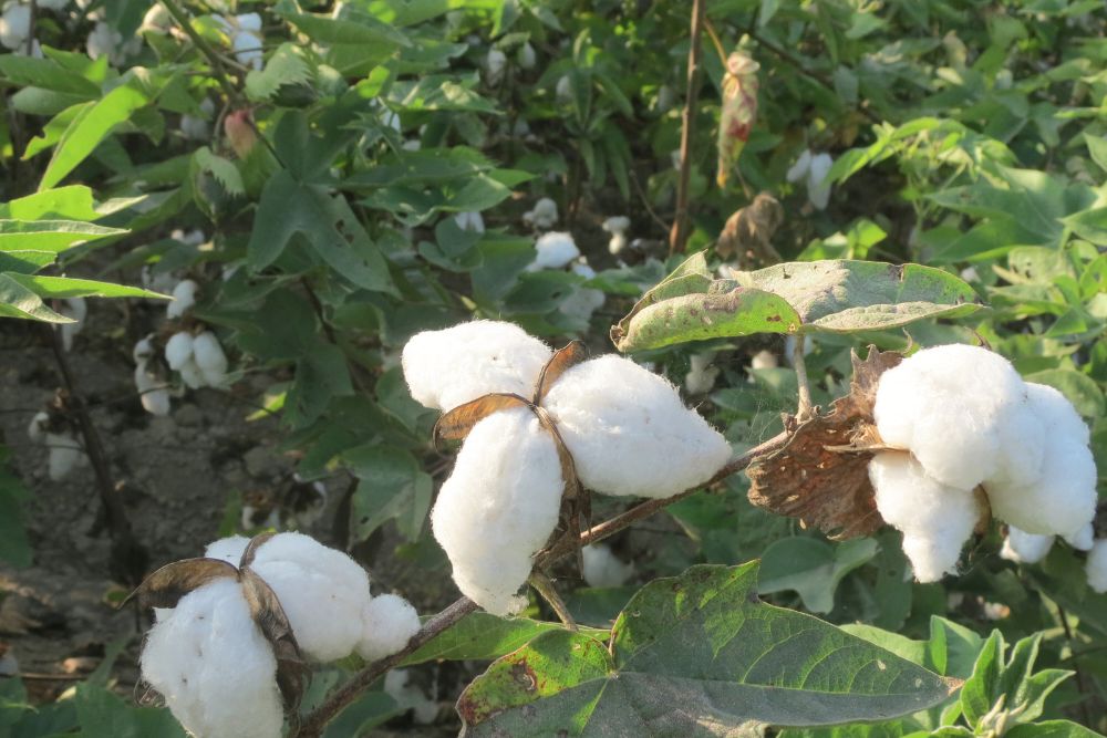 Tangüis Baumwolle aus Peru – schneeweiße, handgeerntete Naturfaser für langlebige, weiche Bio-Kuscheltiere