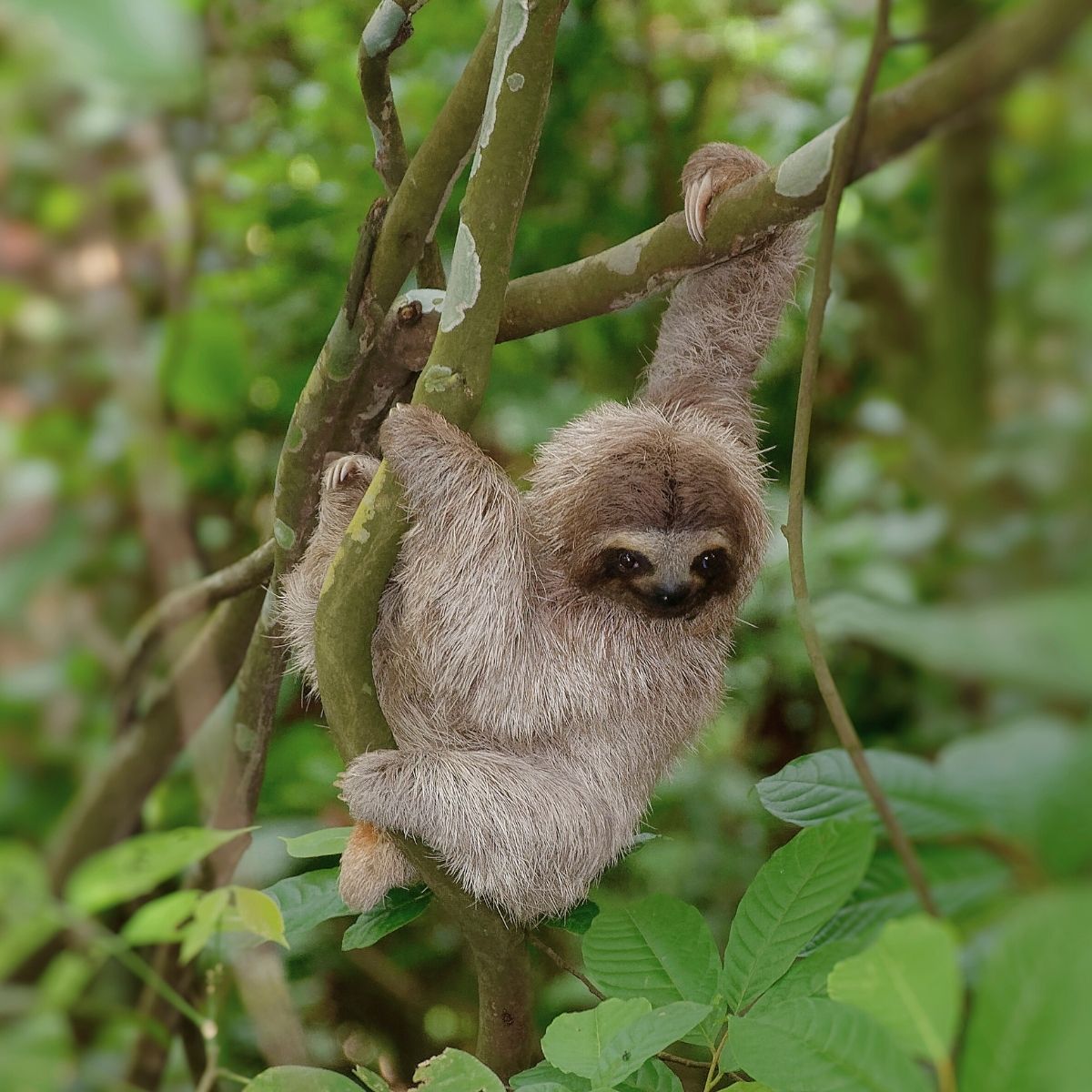 Faultier im Regenwald des Amazonas – Symbol für Ruhe, Achtsamkeit und den entschleunigten Ansatz von Chill n Feel