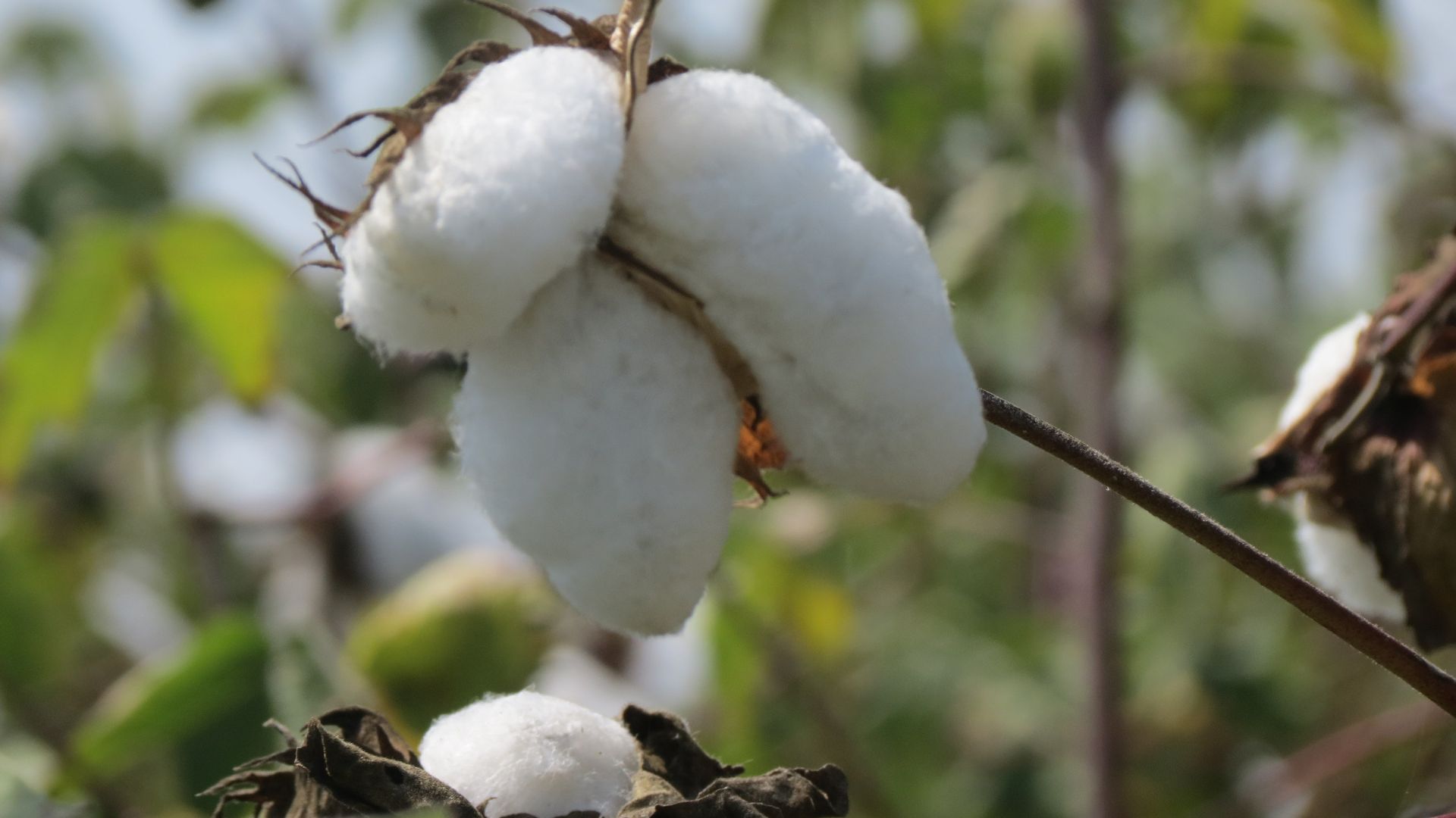 Mehr über Pima Baumwolle erfahren
